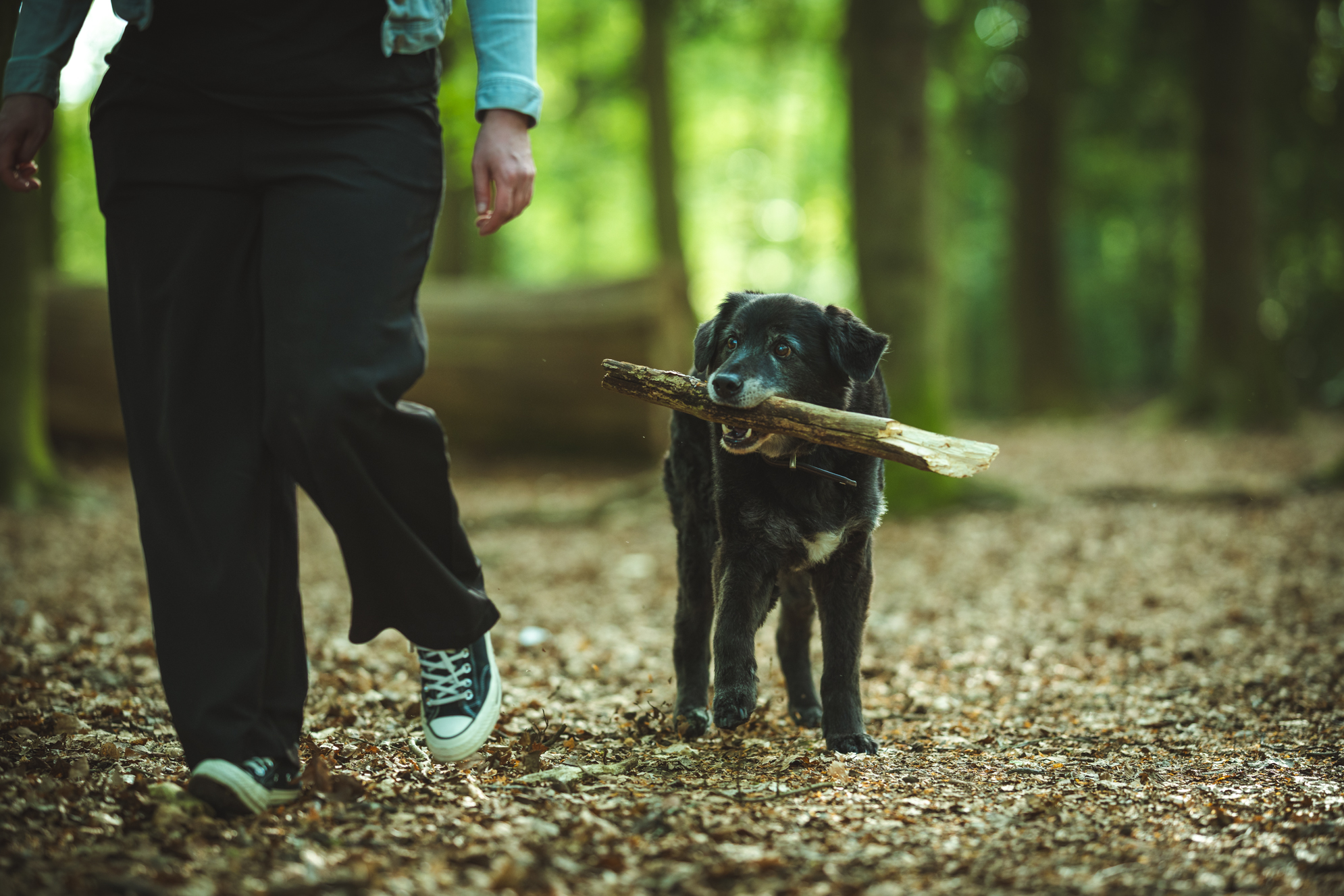 Hundefotografie Ostfriesland Aurich